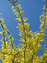 Yellow Leaves