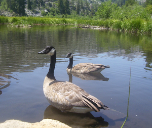 geese